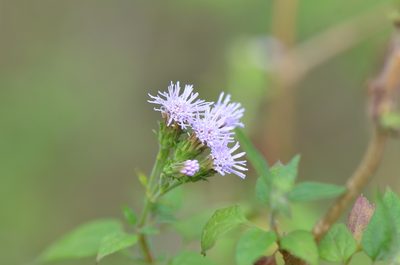 Tamaulipa azurea, photographed by Center for Urban Ecology