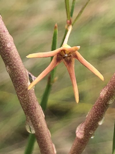 Ceropegia chlorantha, photographed by Tam