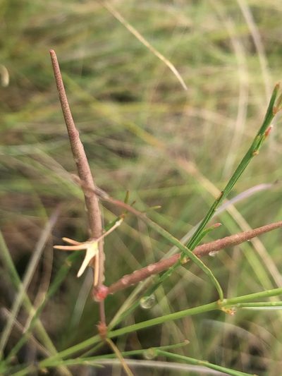 Ceropegia chlorantha, photographed by Tam