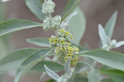 Buddleja sessiliflora, photographed by Center for Urban Ecology