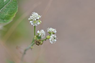 Verbesina microptera, photographed by Center for Urban Ecology