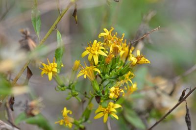 Trixis inula, photographed by Center for Urban Ecology