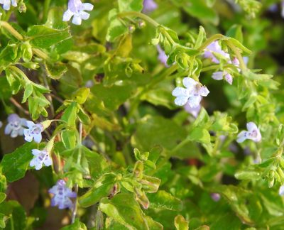 Clinopodium brownei, photographed by saltyhiker