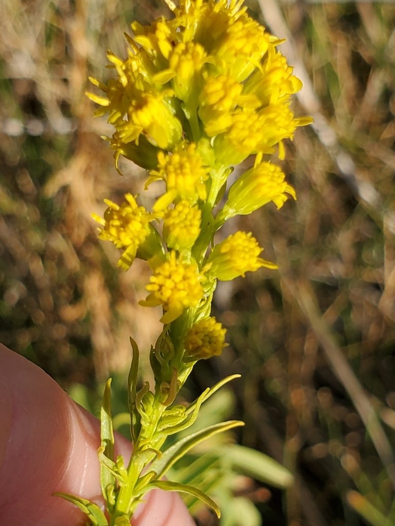 Solidago confinis, photographed by Craig Martin