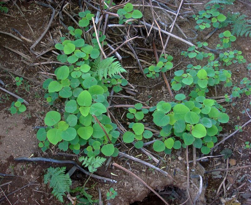 Homalanthus polyandrus, photographed by Peter de Lange
