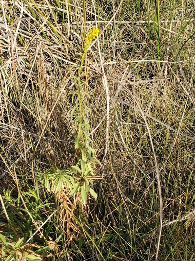 Solidago confinis, photographed by Craig Martin