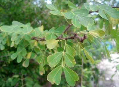 Haematoxylum campechianum, photographed by steve b
