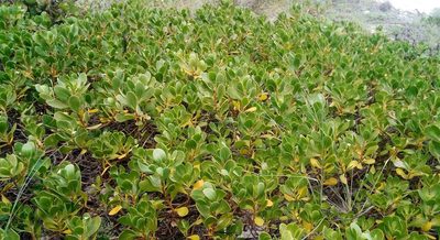 Scaevola plumieri, photographed by steve b