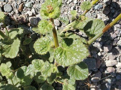 Anulocaulis annulatus, photographed by Craig Martin