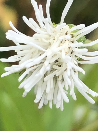 Adenostemma afrum, photographed by Tam