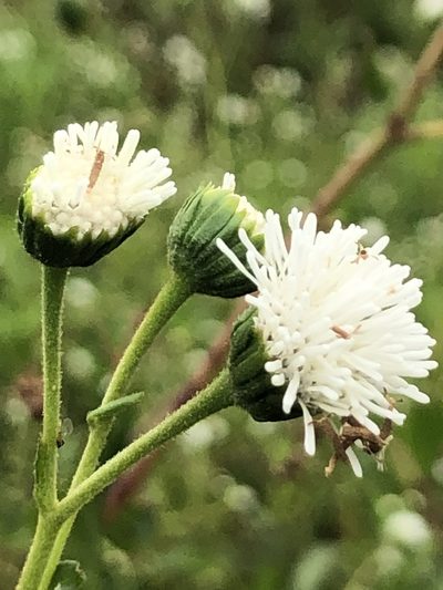 Adenostemma afrum, photographed by Tam