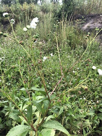 Adenostemma afrum, photographed by Tam