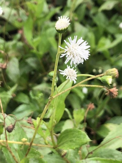 Adenostemma afrum, photographed by Tam