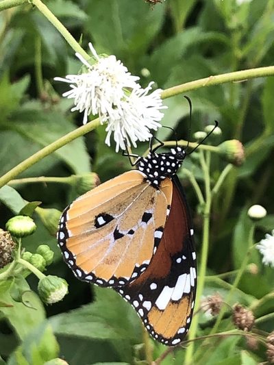 Adenostemma afrum, photographed by Tam