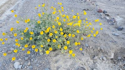 Geraea canescens, photographed by Craig Martin