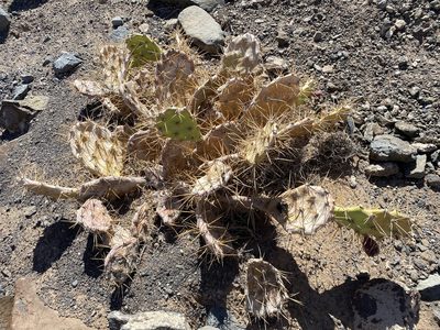 Opuntia stricta, photographed by Enrico Tomschke