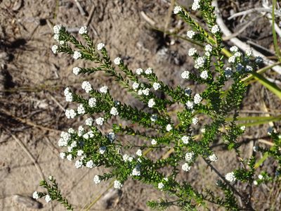 Phylica purpurea, photographed by Shaun Swanepoel