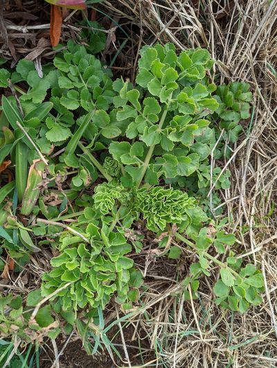 Pimpinella villosa, photographed by Alan Prather