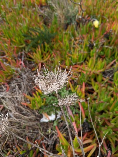 Pimpinella villosa, photographed by Alan Prather