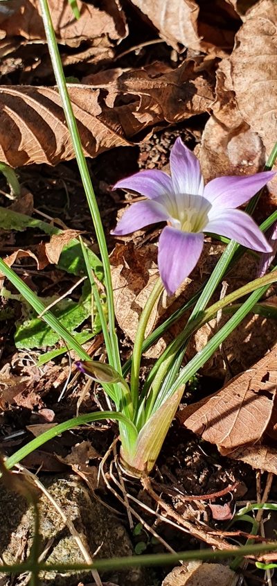 Romulea ligustica, photographed by Mehdi Chetibi