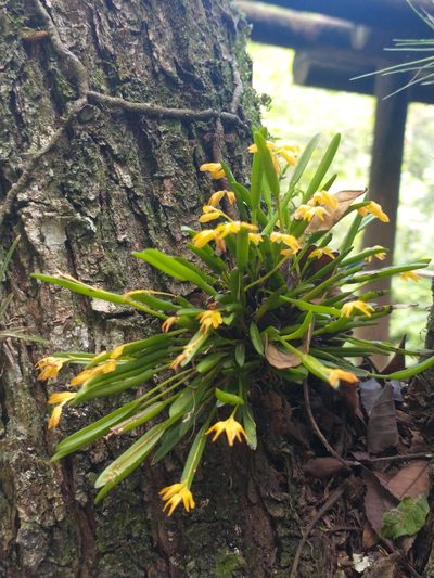 Acianthera sonderiana, photographed by Cristiane Colodel