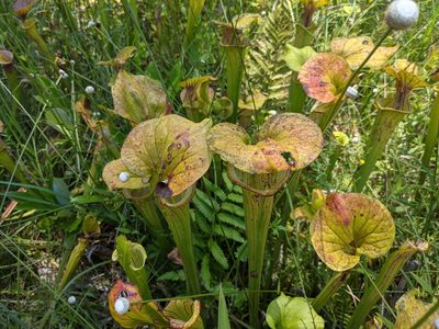 Sarracenia flava, photographed by sdash