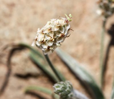 Plantago ovata, photographed by Andrew Meeds