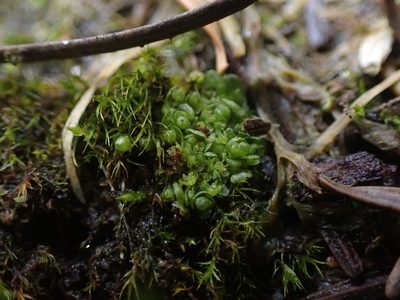 Sphaerocarpos texanus, photographed by Randal