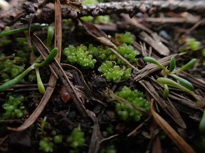 Sphaerocarpos texanus, photographed by Randal
