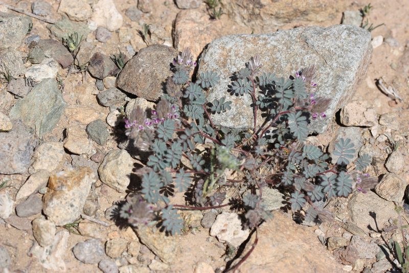 Dalea mollis, photographed by Andrew Meeds