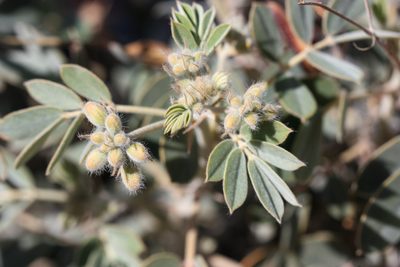 Senna covesii, photographed by Andrew Meeds