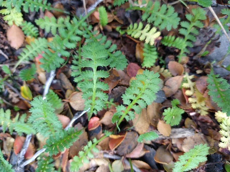 Leptinella scariosa, photographed by Pablo