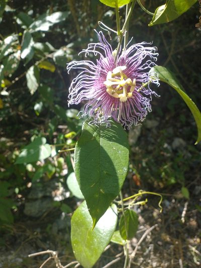 Passiflora serratifolia, photographed by Juan Cruzado Cortés