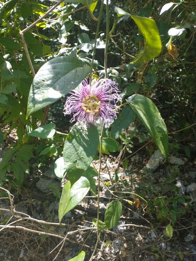 Passiflora serratifolia, photographed by Juan Cruzado Cortés
