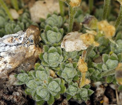 Draba subumbellata, photographed by Steve Matson
