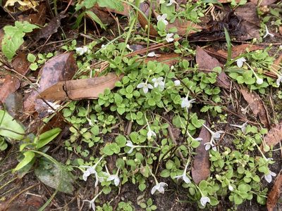 Houstonia procumbens, photographed by Lauren Gillett