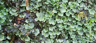 Pellia epiphylla, photographed by hallidayjane