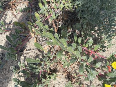 Camissoniopsis cheiranthifolia, photographed by lazarus