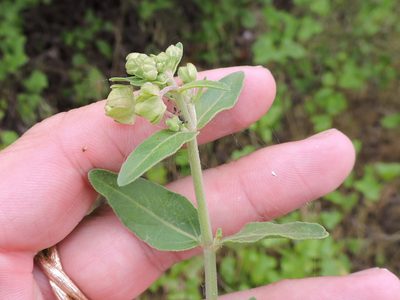 Mirabilis gigantea, photographed by Sam Kieschnick