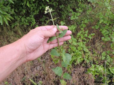 Mirabilis gigantea, photographed by Sam Kieschnick