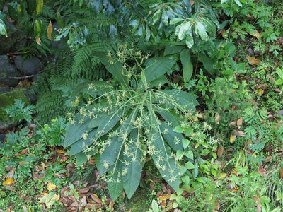 Musschia wollastonii, photographed by gwynmwilliams