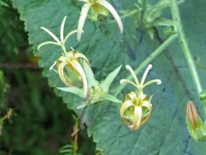 Musschia wollastonii, photographed by gwynmwilliams