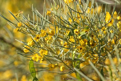 Senna artemisioides, photographed by Andrew Meeds