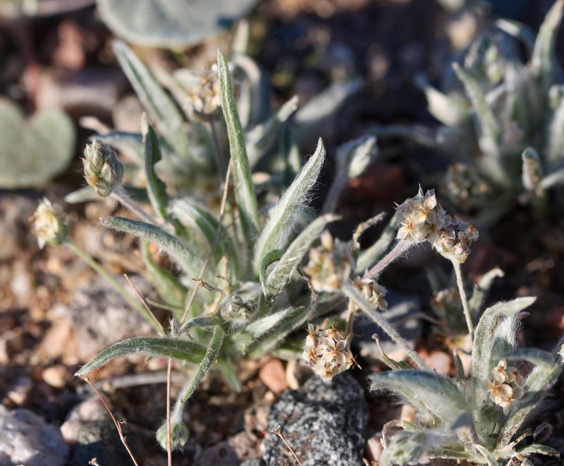 Plantago ovata, photographed by Andrew Meeds