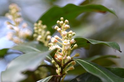 Prunus caroliniana, photographed by Blake Bringhurst