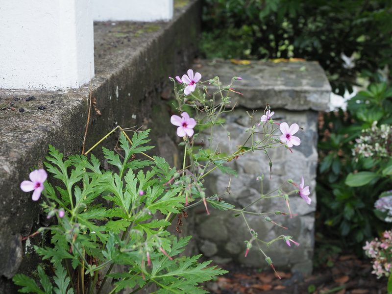 Geranium palmatum, photographed by gwynmwilliams