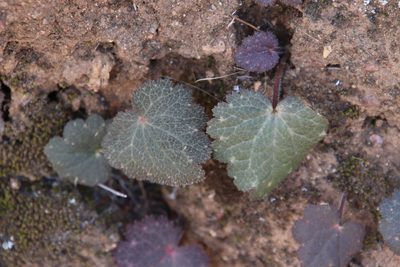 Jepsonia parryi, photographed by Millie Basden