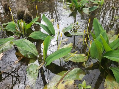 Orontium aquaticum, photographed by Jody Shugart
