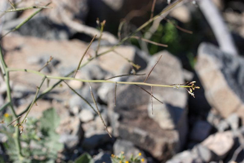 Brassica tournefortii, photographed by Andrew Meeds