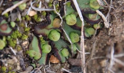 Calasterella californica, photographed by Millie Basden